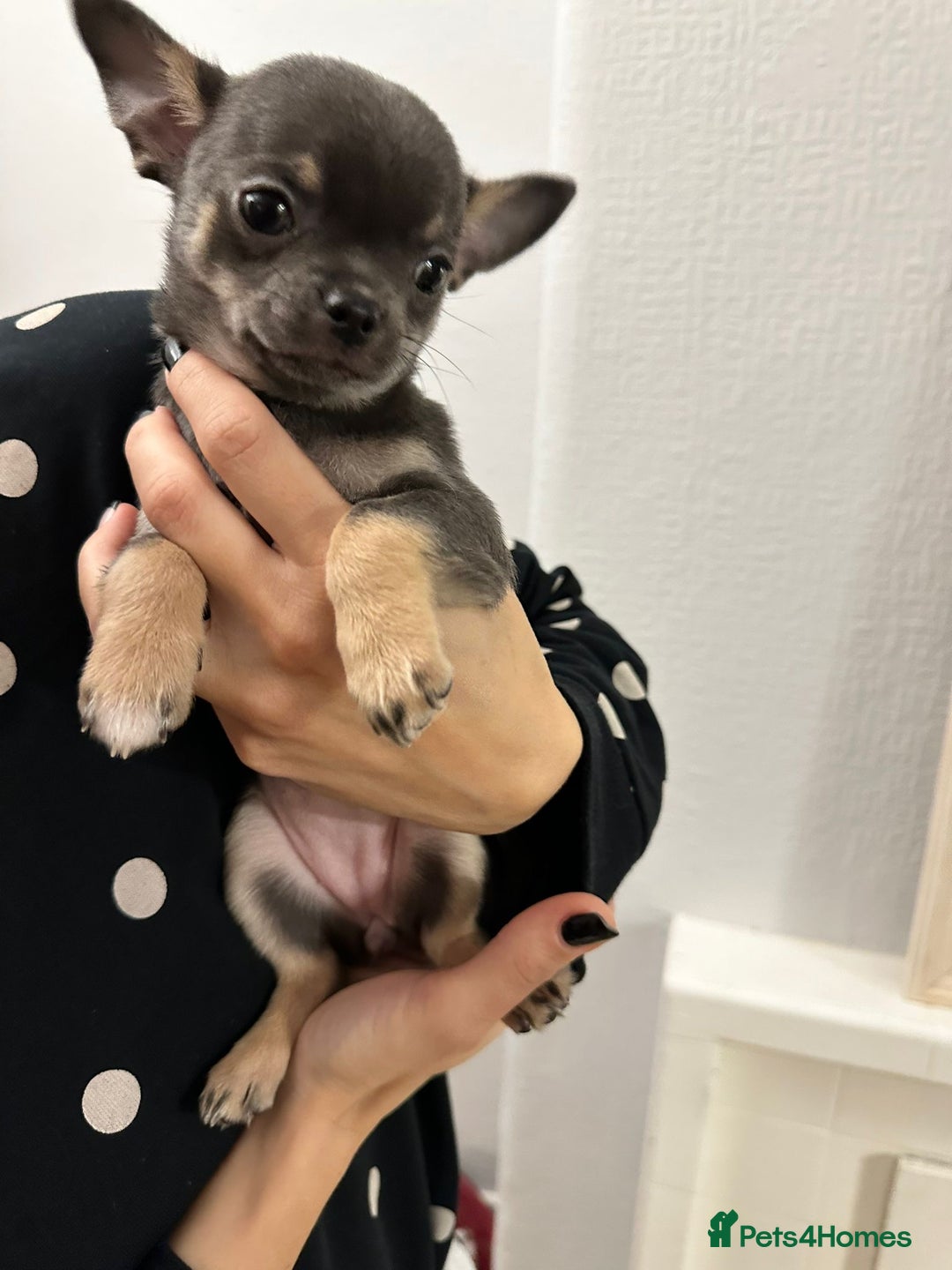 Chihuahua dogs for sale: Pure bred Chihuahua puppies - Image 15