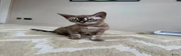 Bengal cats for sale: ⭐⭐⭐ Stunning Rare Charcoal Mink Bengal Kitten ⭐⭐⭐ - Advert 9