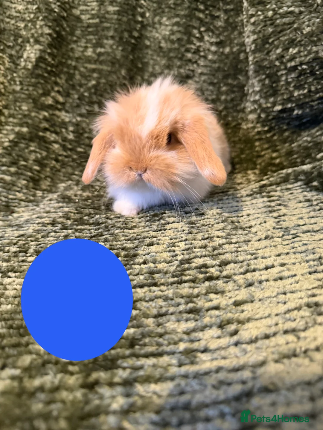 Mini Lop rabbits for sale: Mini Lop crossed Lion Lop Bunnies  - Advert 8