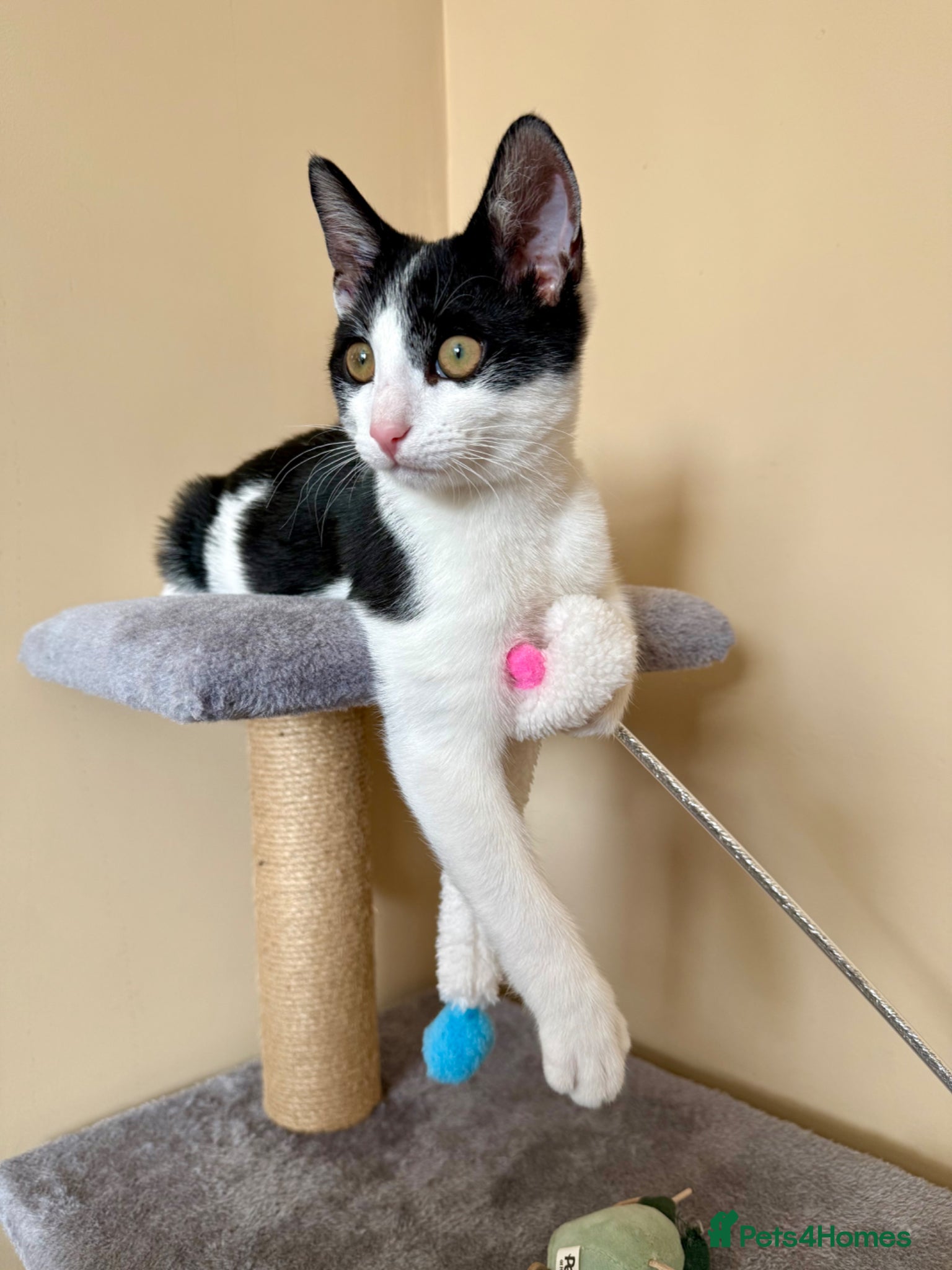 Mixed Breed cats Kitten for Rehoming – 5 Months Old - Advert 7