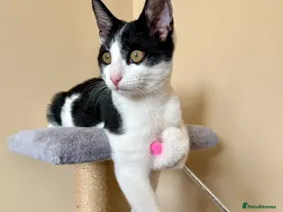 Mixed Breed cats Kitten for Rehoming – 5 Months Old - Advert 7