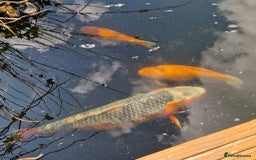 Pond Fish fish for sale: Pond closure - Image 3