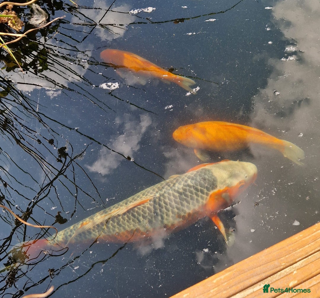 Pond Fish fish for sale: Pond closure - Image 3