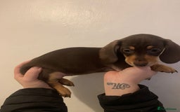 Miniature Dachshund dogs for sale: Reduced!!K.C miniature daschunds Ready to go!! - Image 17