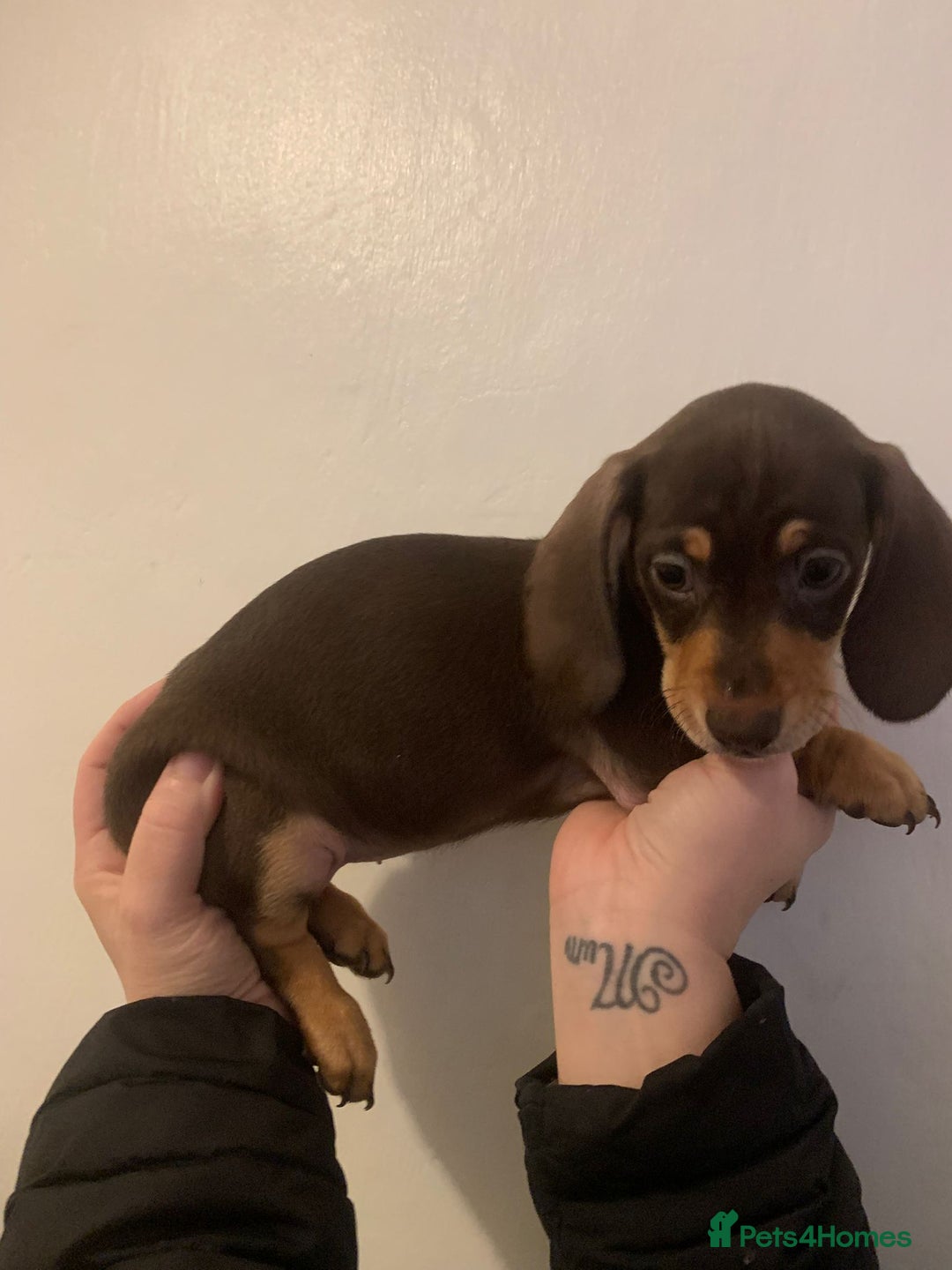 Miniature Dachshund dogs for sale: Reduced!!K.C miniature daschunds Ready to go!! - Image 17