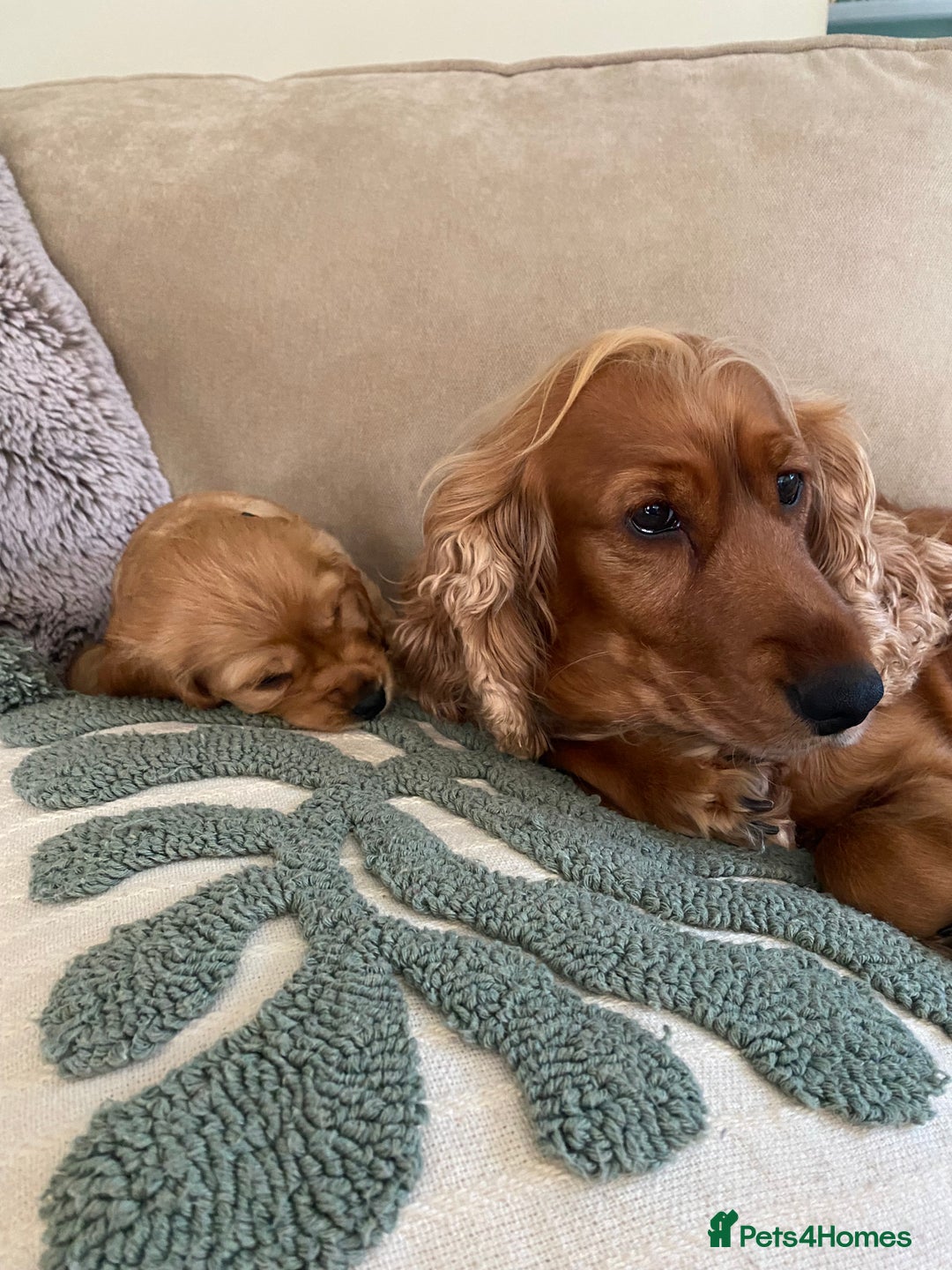 Cocker Spaniel dogs for sale: Beautiful golden female cocker spaniel - Advert 5