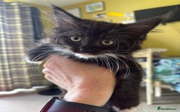 Maine Coon cats for sale: REDUCED gorgeous Maine coon /Ragdoll kittens  - Image 8