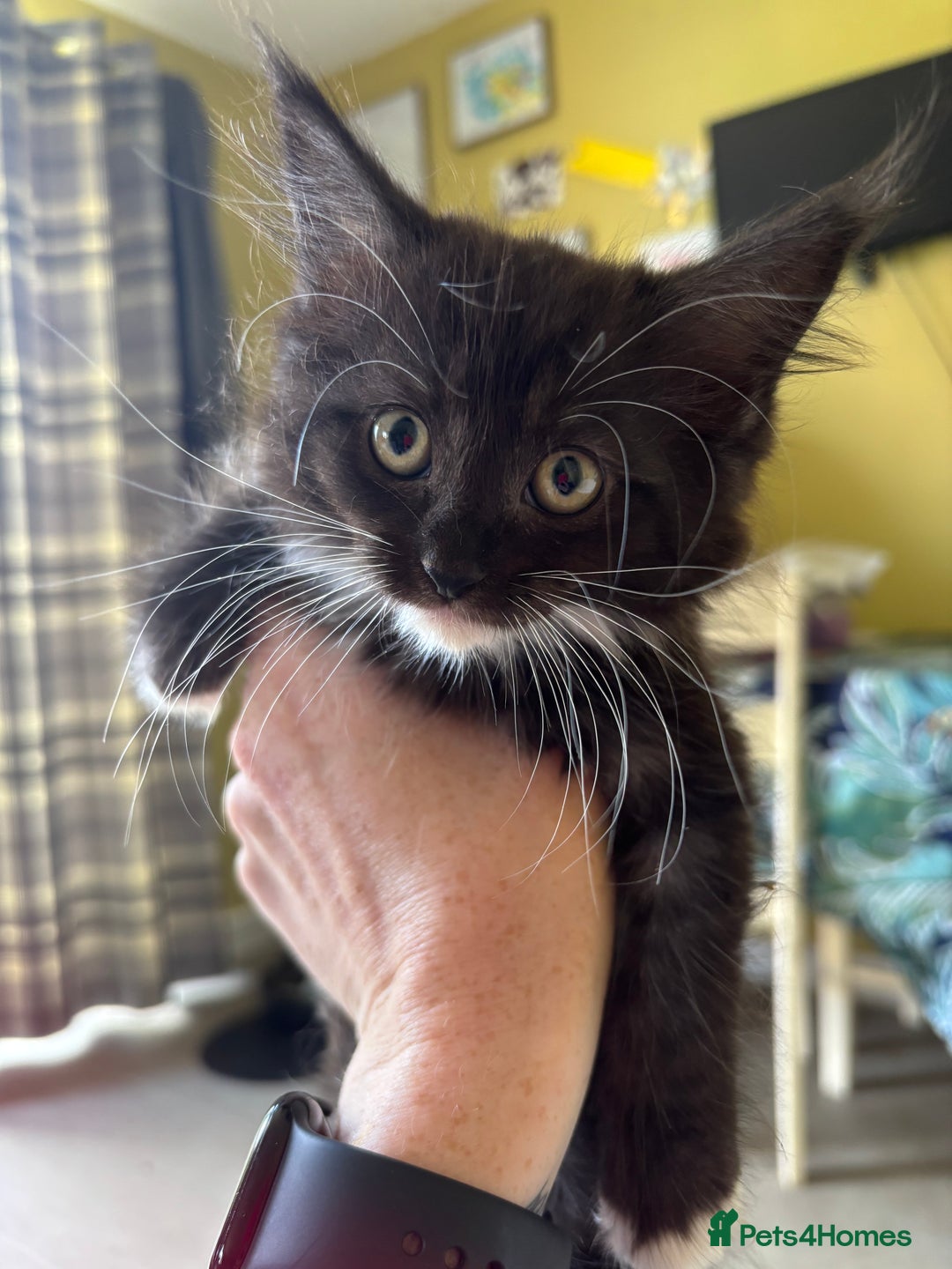 Maine Coon cats for sale: REDUCED gorgeous Maine coon /Ragdoll kittens  - Image 8
