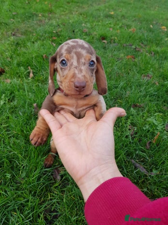 Miniature Dachshund dogs - Advert 14