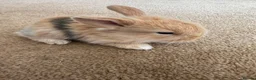 Mini Lop rabbits for sale: Mini lop - Advert 6