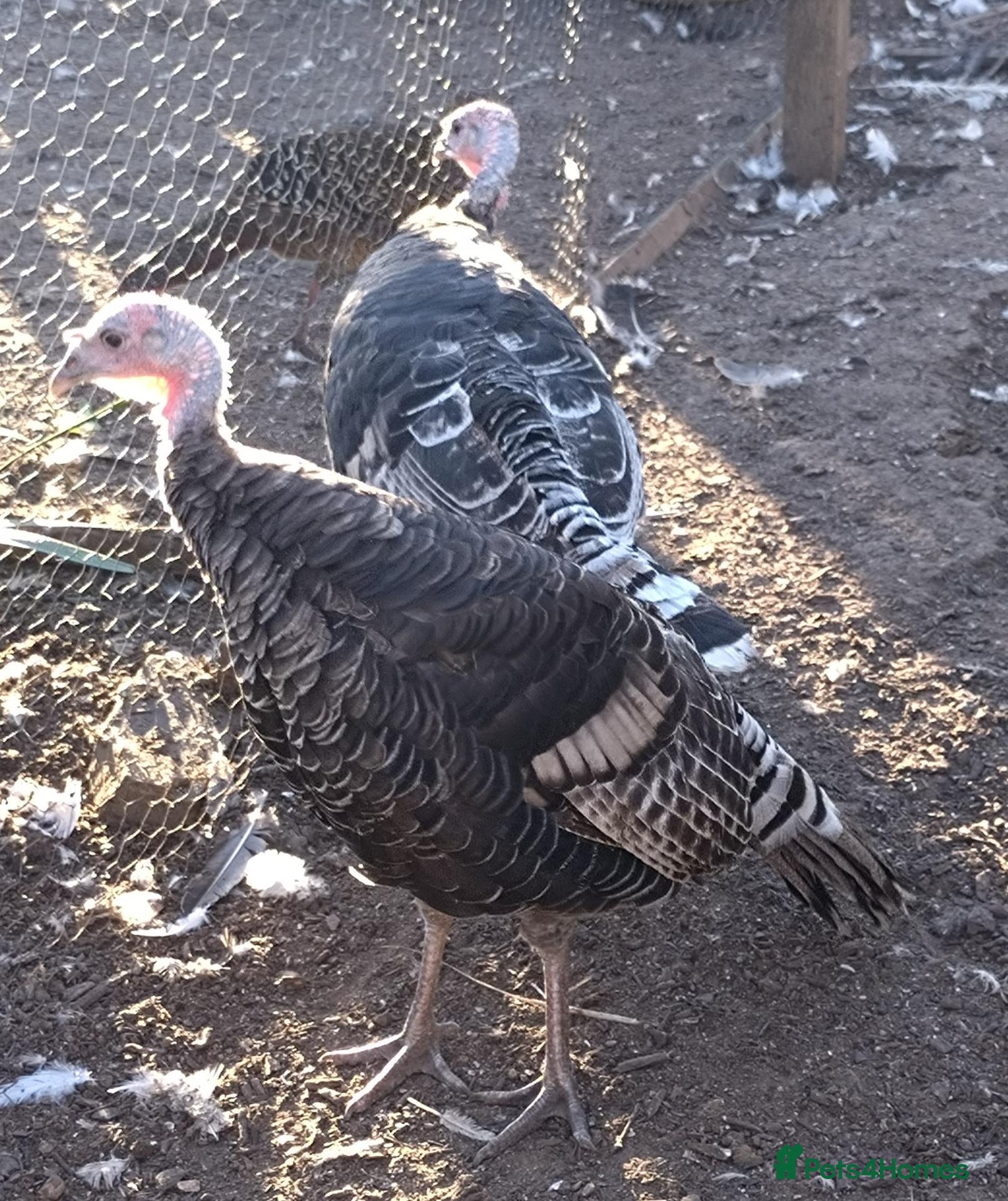 Turkeys poultry Turkey hens - Advert 2