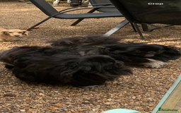 Pekingese dogs for sale: Top quality KC Reg Pekingese boys - Image 8