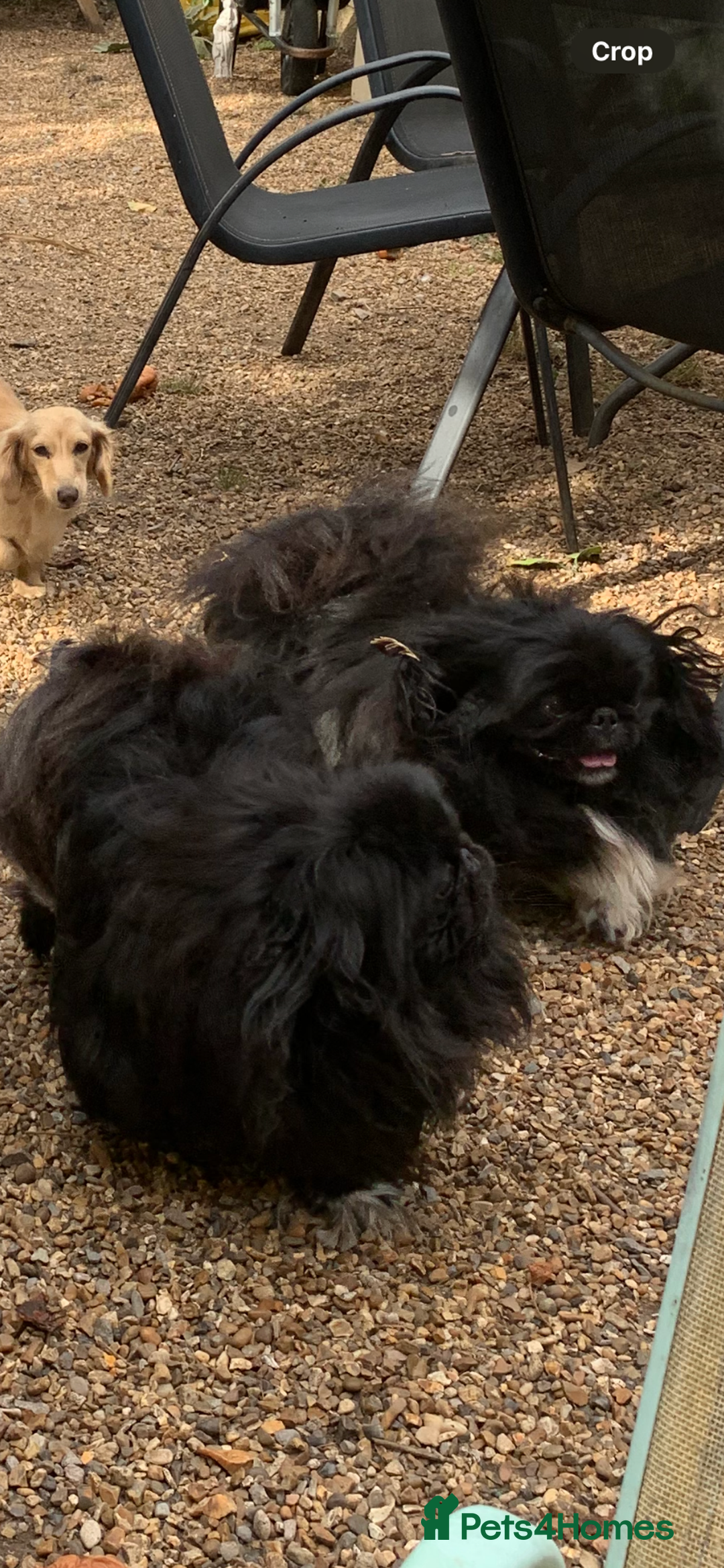 Pekingese dogs for sale: Top quality KC Reg Pekingese boys - Image 8