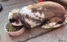 Mini Lop rabbits for sale: Mini lops - Image 4