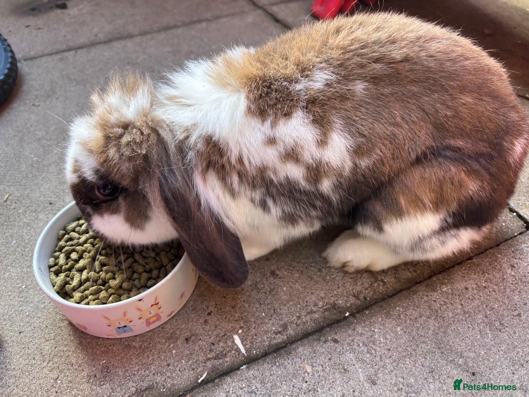 Mini Lop rabbits for sale: Mini lops - Image 4