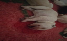 Labrador Retriever dogs for sale: Labrador pups kc registered *1 boy left* in Edinburgh - Image 7