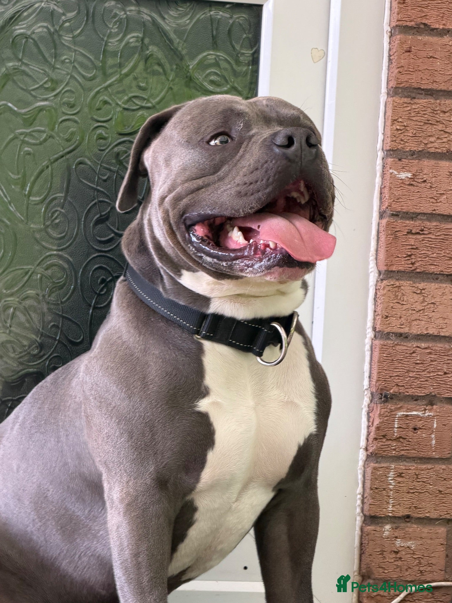 American Bull Staffy dogs American  - Advert 4