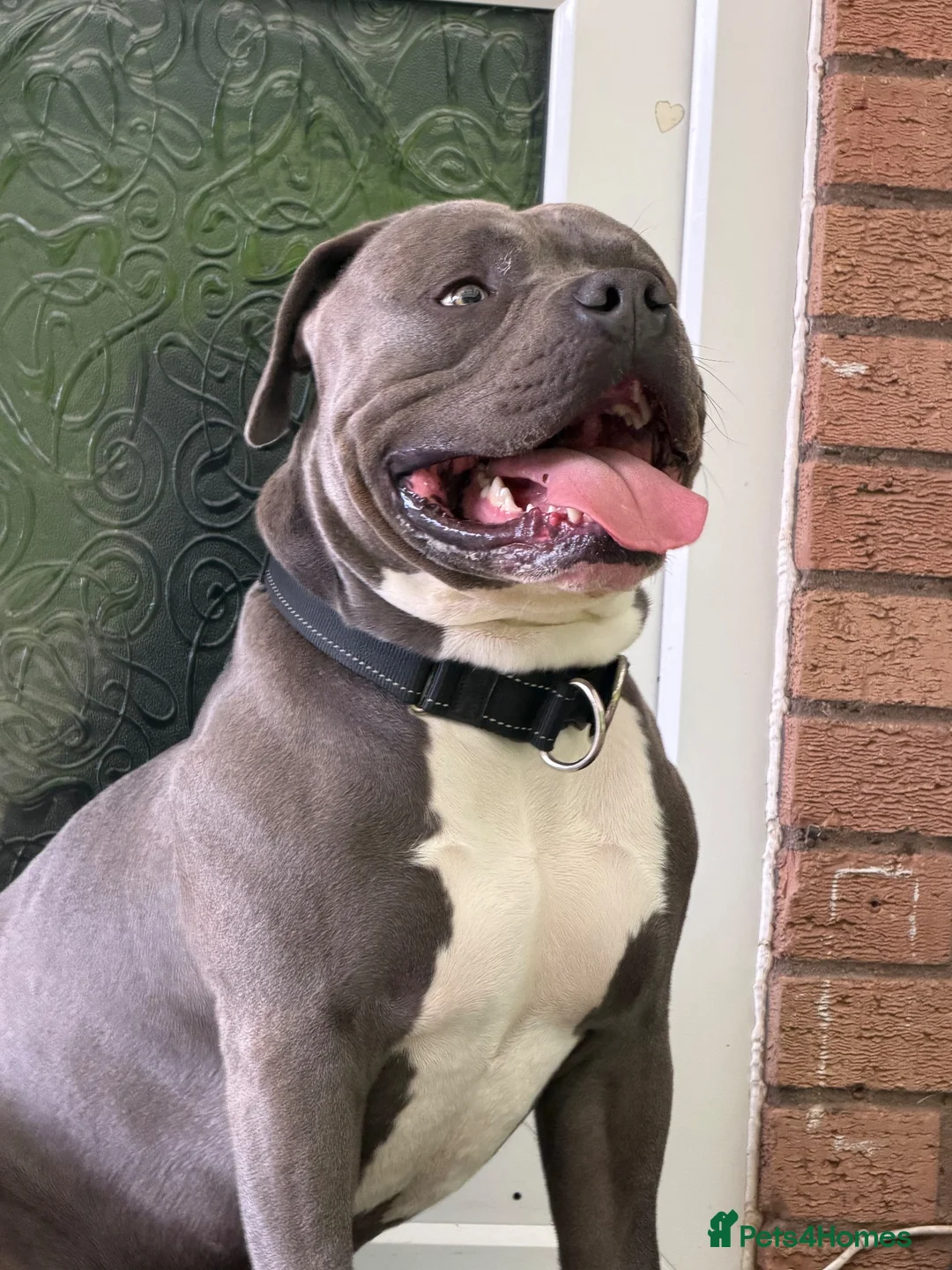 American Bull Staffy dogs for stud: American  - Advert 1