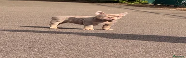 American Bully Puppy 5