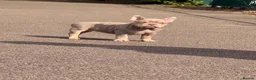 American Bully dogs for sale: Nano bullys micro bully’s  - Advert 12