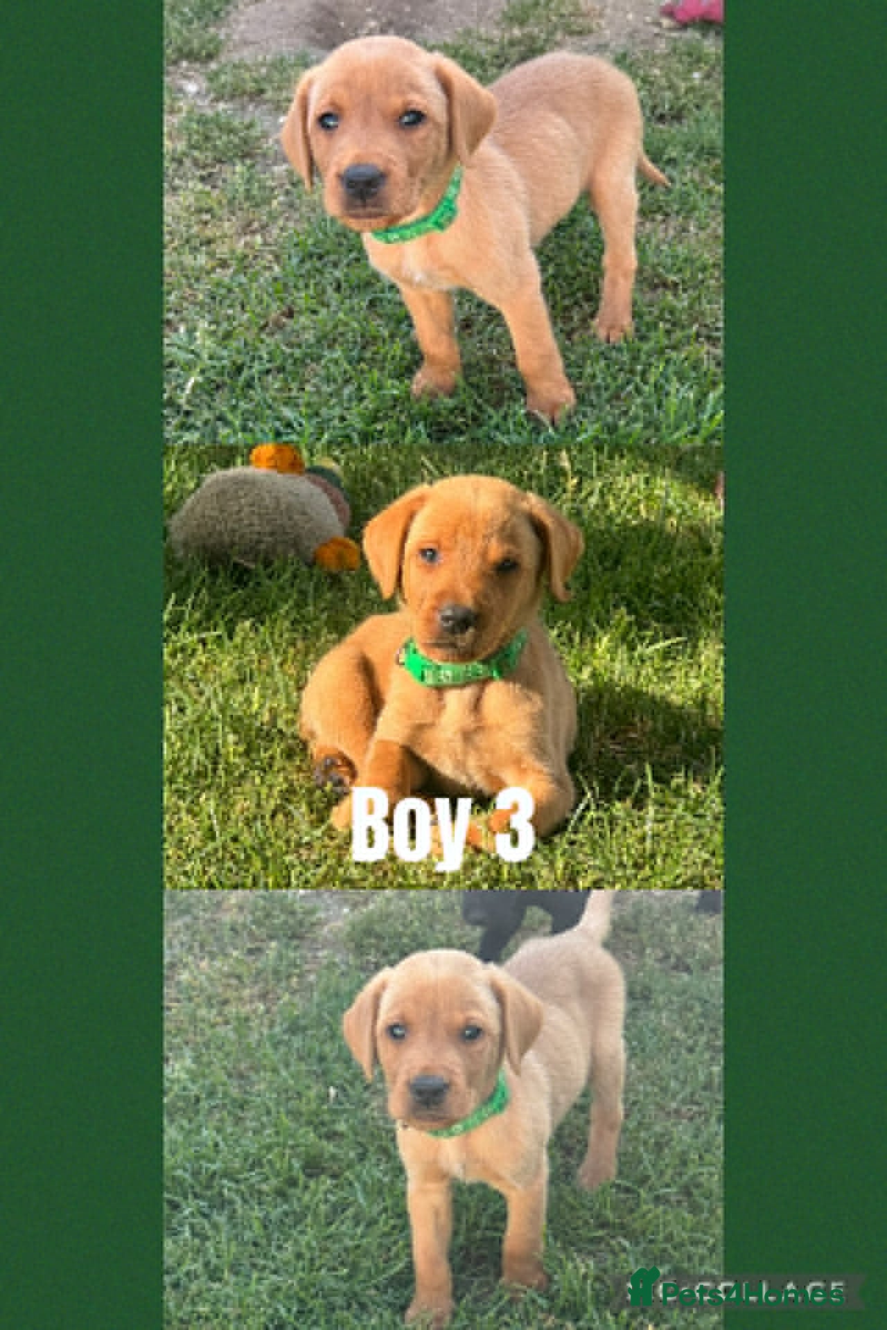 Labrador Retriever dogs two yellow boys from this lovely litter available - Advert 2