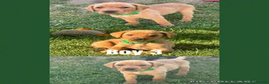 Labrador Retriever Puppy 2