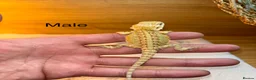Bearded Dragon reptiles for sale: Friendly baby bearded dragons - Advert 8