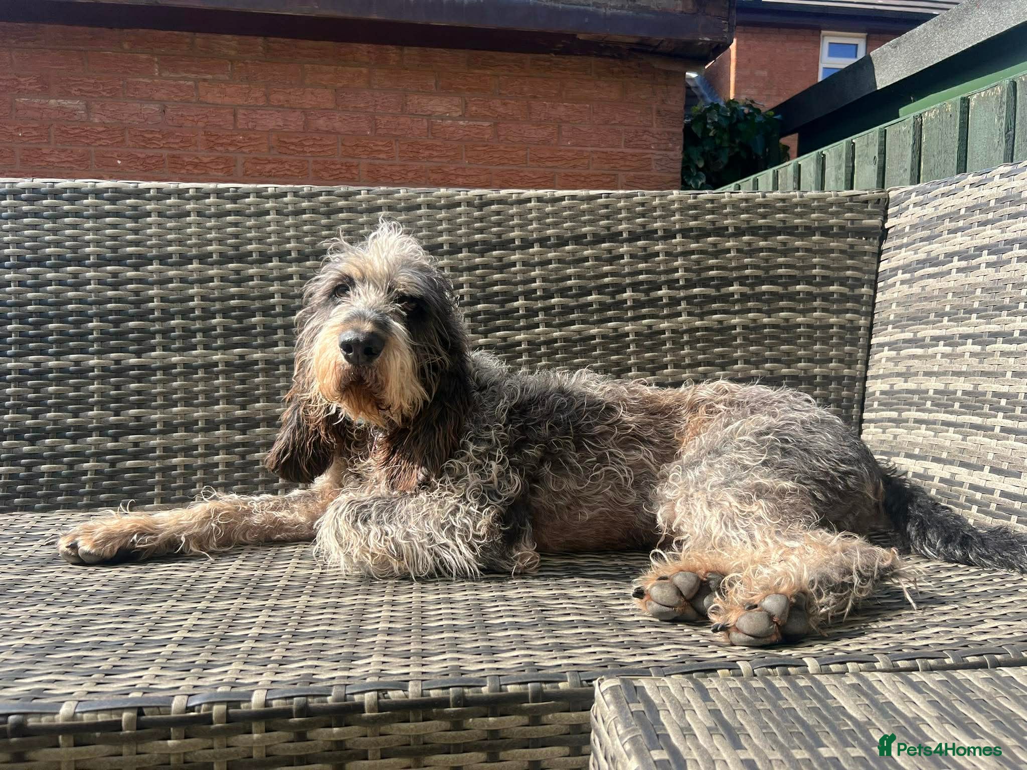 Mixed Breed dogs Beautiful Griffon Nivernais for adoption - Advert 21