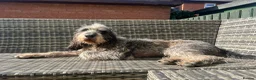 Mixed Breed dogs for adoption: Beautiful Griffon Nivernais for adoption - Advert 1