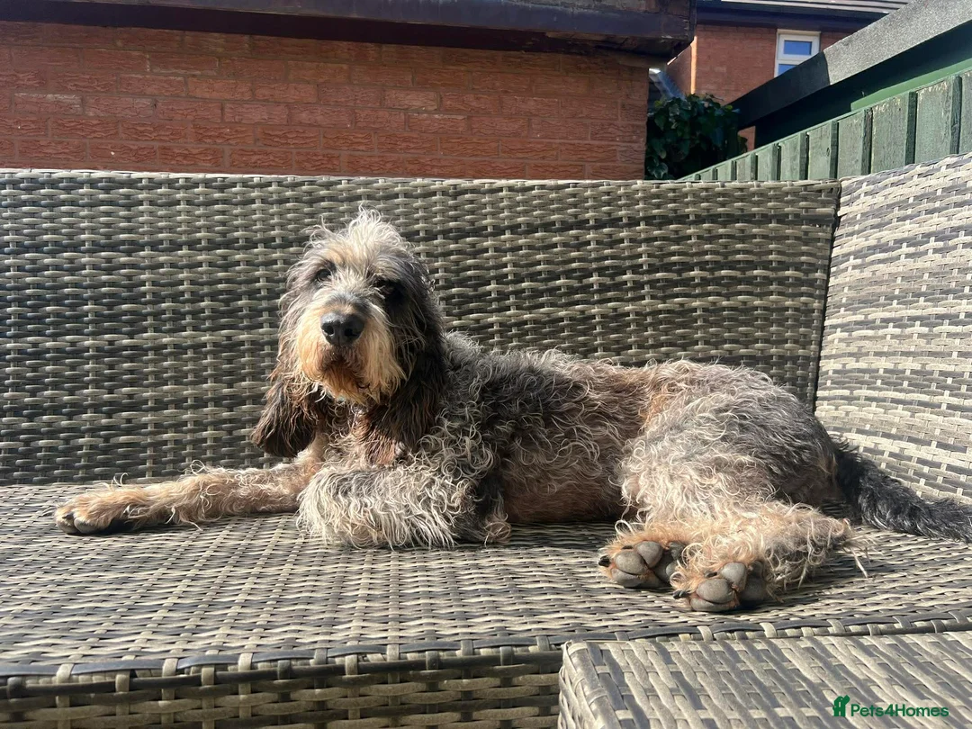 Mixed Breed dogs for adoption: Beautiful Griffon Nivernais for adoption - Advert 1