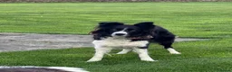 Border Collie dogs for sale: Gorgeous Litter of border collie puppy’s  - Advert 15