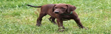 Mixed Breed 6