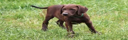Mixed Breed dogs for sale: STUNNING VISZLSMANS - Advert 5