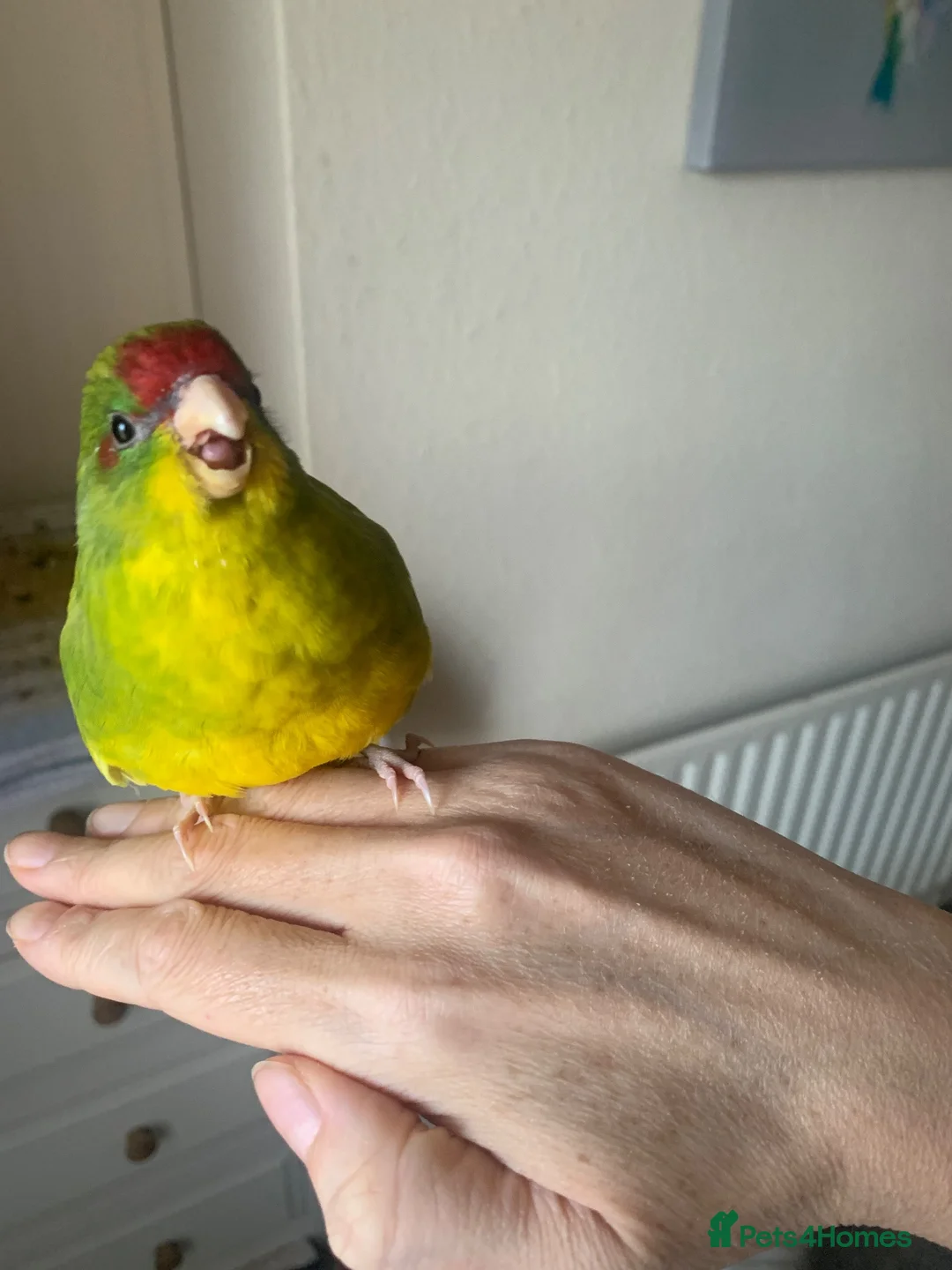 Parakeets birds for sale: Hand Reared Baby Kakariki  - Advert 2