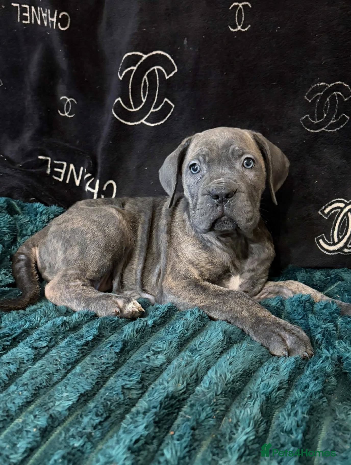Cane Corso dogs for sale:  ICCF REGISTERED CANE CORSO PUPPYS  - Advert 5