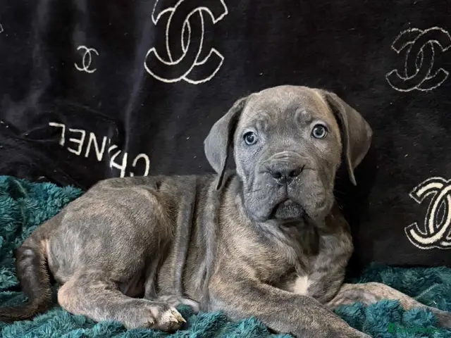 Cane Corso dogs for sale: ICCF REGISTERED CANE CORSO PUPPYS - Advert 5