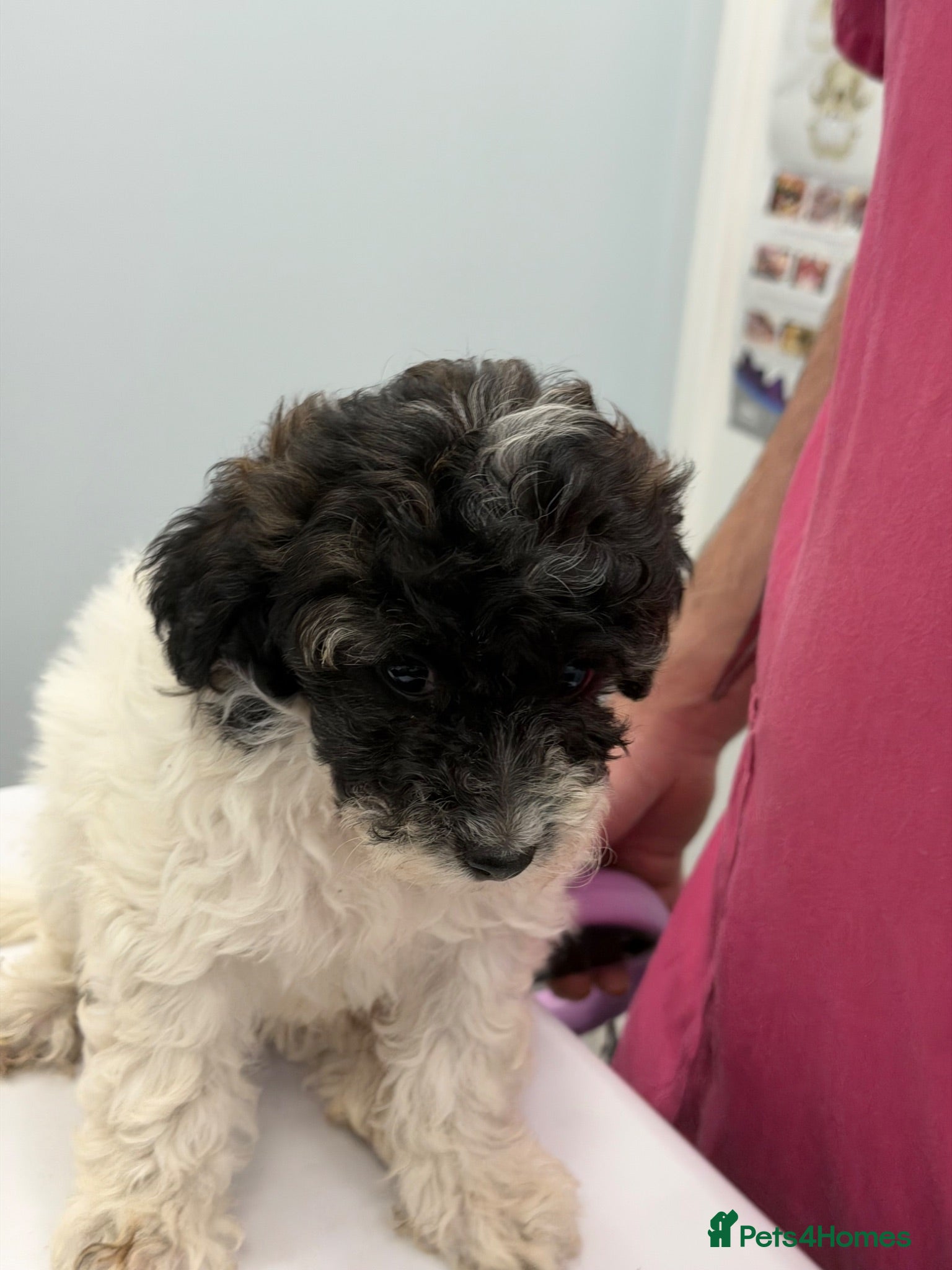 Mixed Breed dogs Ready to leave Toy poodle Havanese puppies  - Advert 2