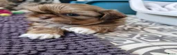 Shih Tzu dogs for sale: KC REG PEDIGREE SHIH TZU PUPPIES - Advert 18