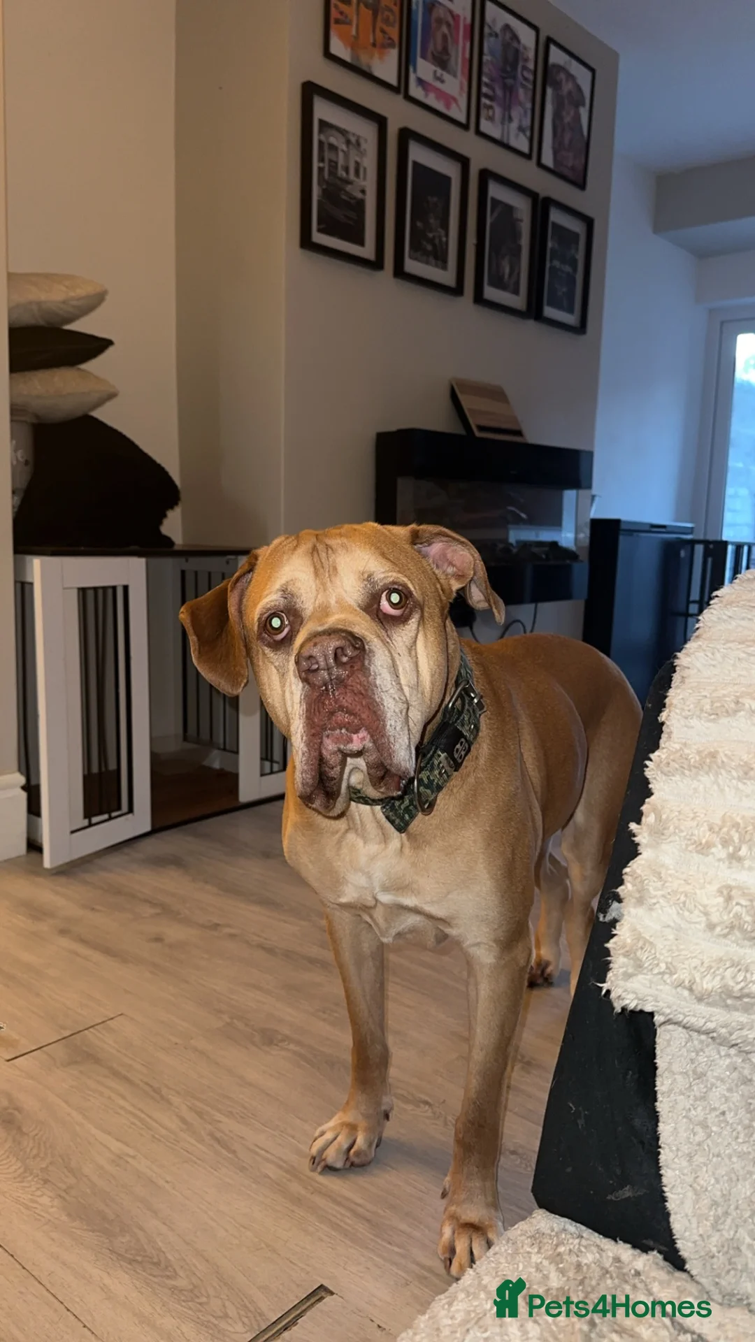 Mixed Breed dogs for sale: Moose is sadly looking for a new home in Fleetwood - Advert 1