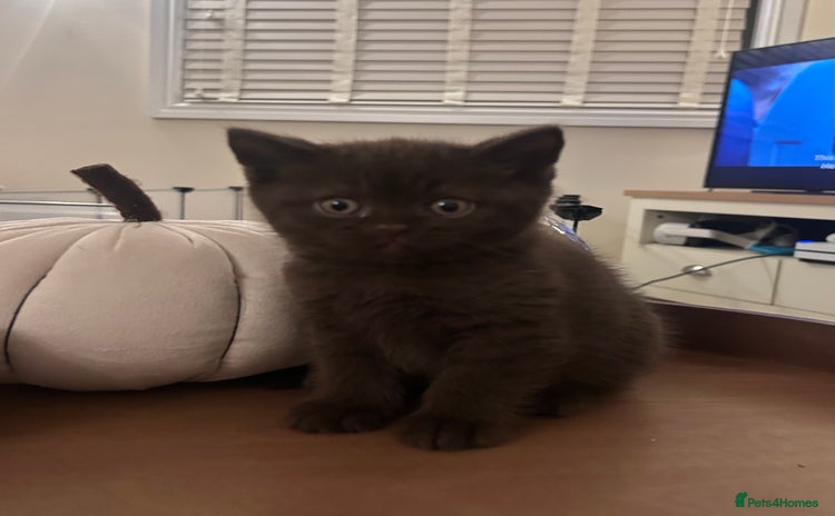 British Shorthair cats TICA Registered British Shorthair Kittens - Advert 1