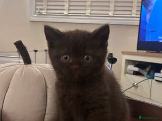 British Shorthair cats TICA Registered British Shorthair Kittens - Advert 1