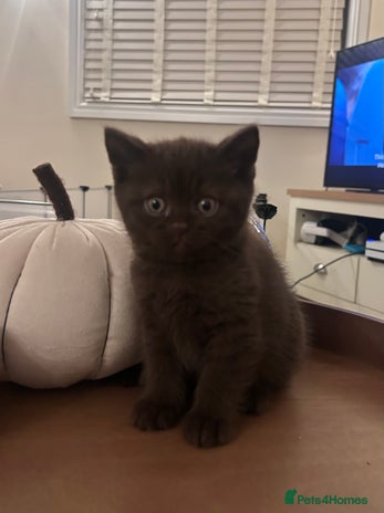 British Shorthair cats TICA Registered British Shorthair Kittens - Advert 1