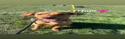 Labrador Retriever dogs for sale: 7 Fox Red Labrador Puppies🐶 - Advert 9