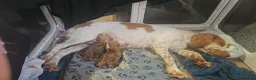 Cocker Spaniel dogs for sale: Golden Working Cocker Spaniel Puppies - Advert 7