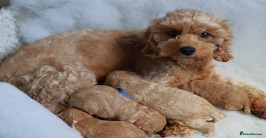 Cavapoo dogs F1BB+5⭐️Licensed+DNA tested+Vet Checked - Advert 11