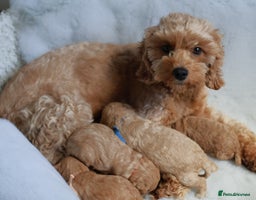 Cavapoo dogs F1BB+5⭐️Licensed+DNA tested+Vet Checked - Advert 11