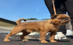 Griffon Bruxellois dogs for stud: Award winning stud offered - Image 3