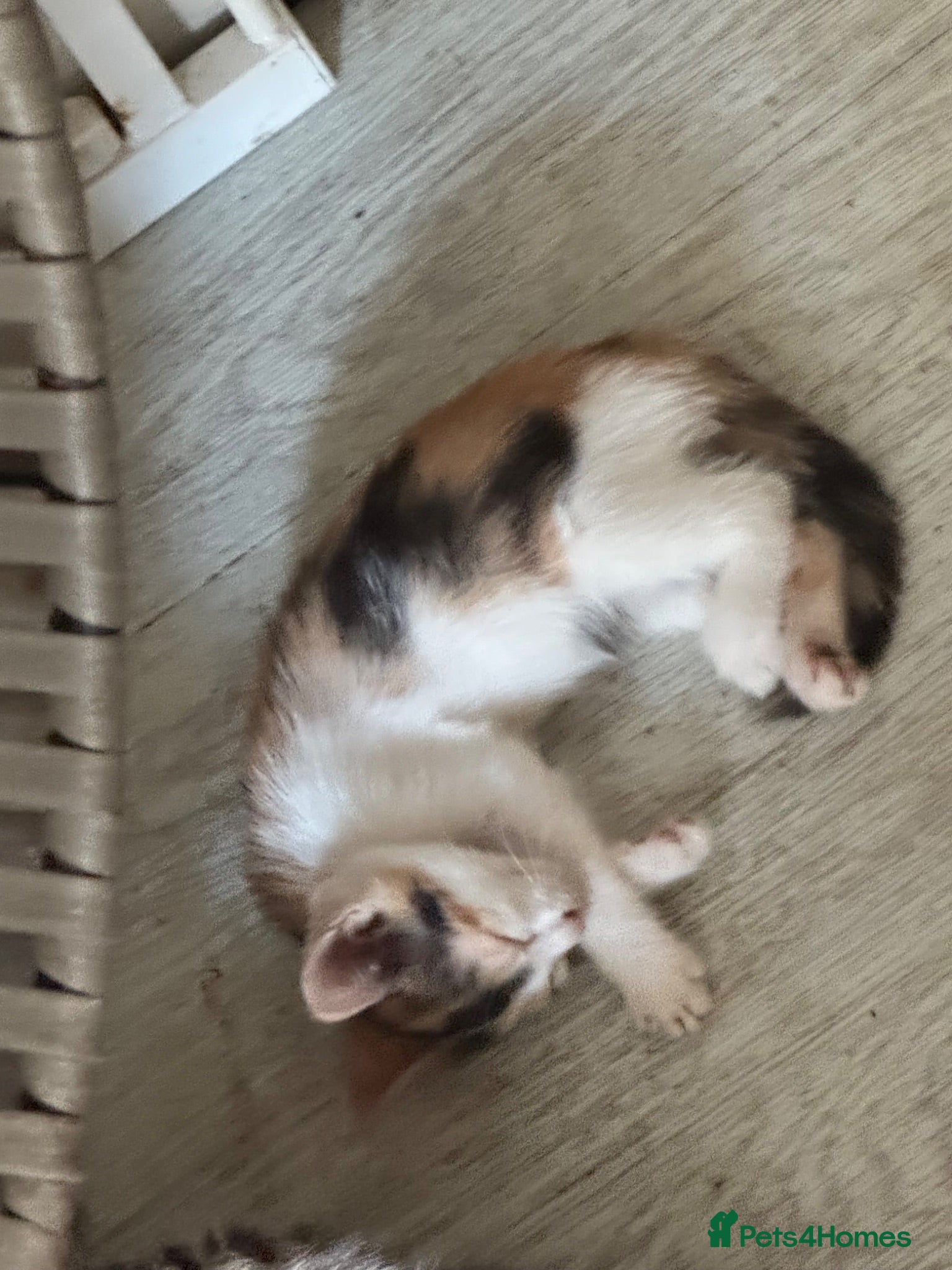 Domestic Shorthair cats Kittens  - Advert 1