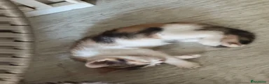 Domestic Shorthair 2