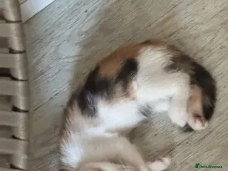 Domestic Shorthair cats Kittens - Advert 1